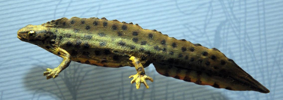 Ein Abguss eines kleinen Teichmolchmännchens im Hochzeitskleid.