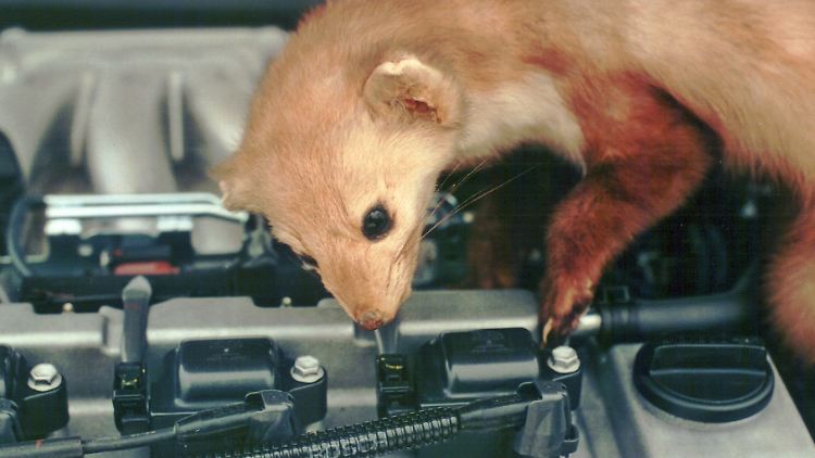 Marder lieben Autokabel und - schläuche.