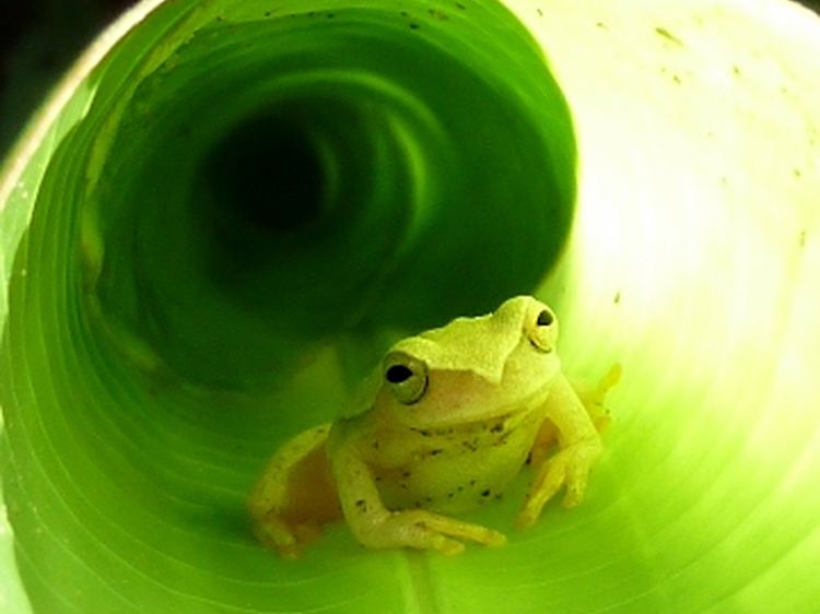 Im Froschhaus von Monteverde versteckt sich ein Frosch in einem Blatt.