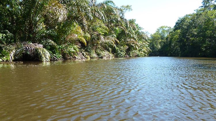 Nur auf dem Wasserweg gelangen Besucher in den Tortuguero-Nationalpark an der Karibikküste Costa Ricas.