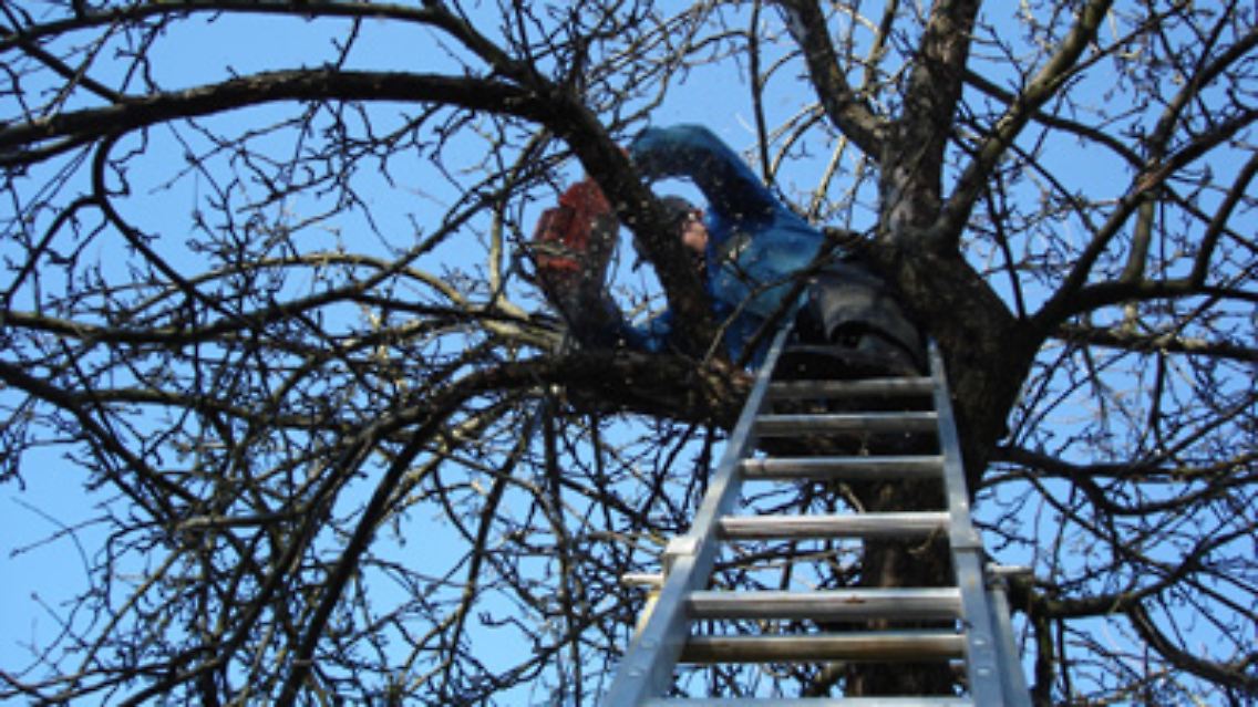 Steht der Baum genau auf der Grundstücksgrenze, haben beide Nachbarn die gleichen Rechte und Pflichten. Einfach fällen darf keine der beiden Parteien, allerdings kann der Nachbar die Beseitigung nicht grundlos verweigern (AG Sinsheim, Az. 1 C 158/86).