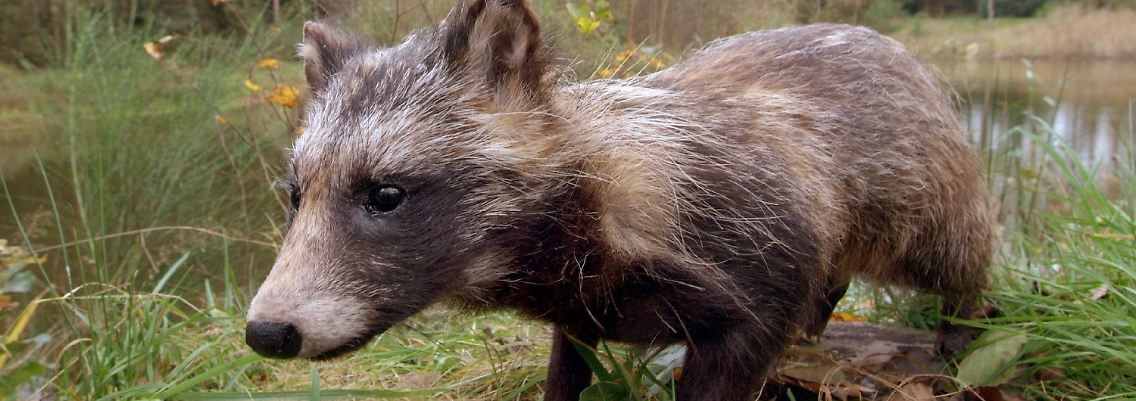 Ein präparierter Marderhund.