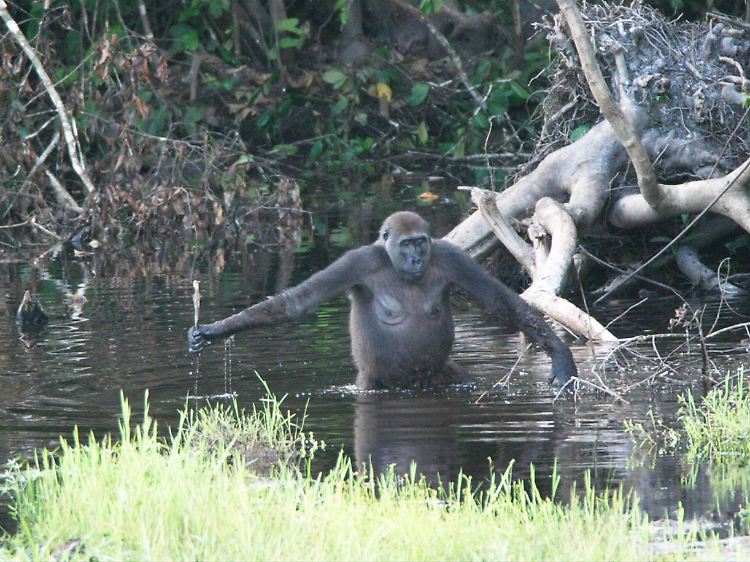 Ein Gorillaweibchen watet durchs Wasser.