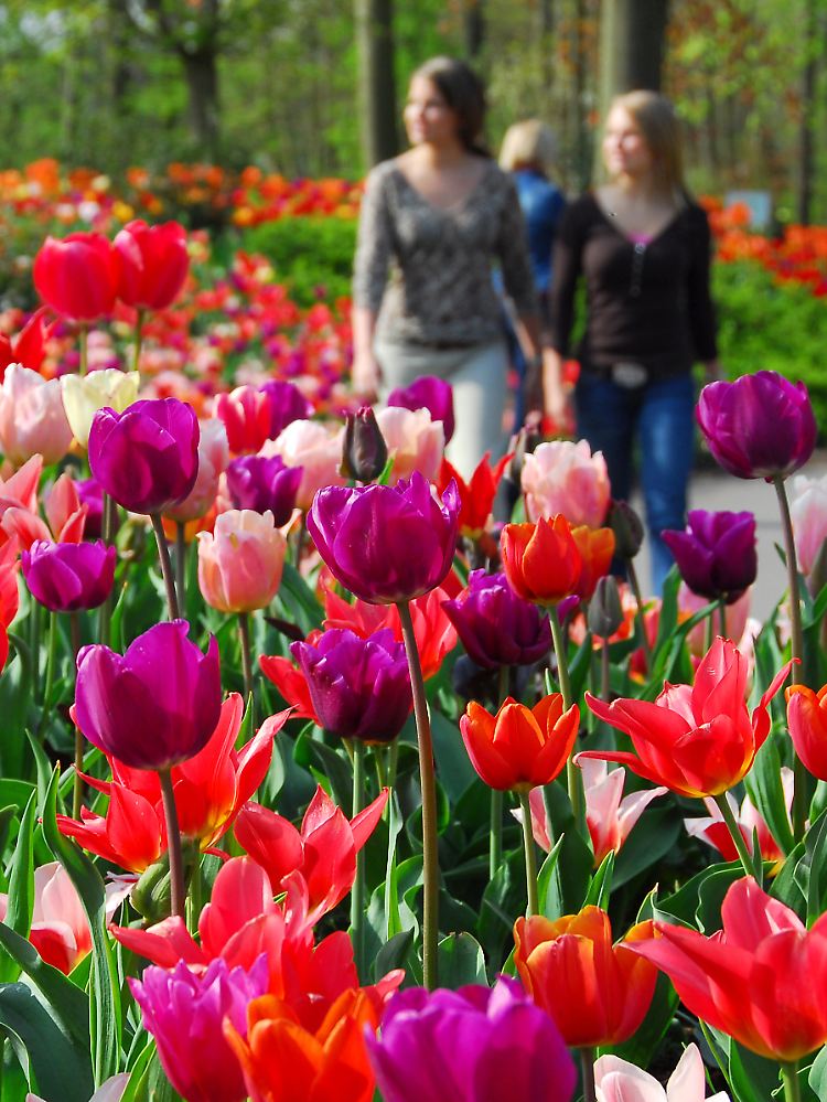 Auf dem Gelände des Keukenhofs kann man 15 Kilometer lang durch Tulpenmeere wandern.