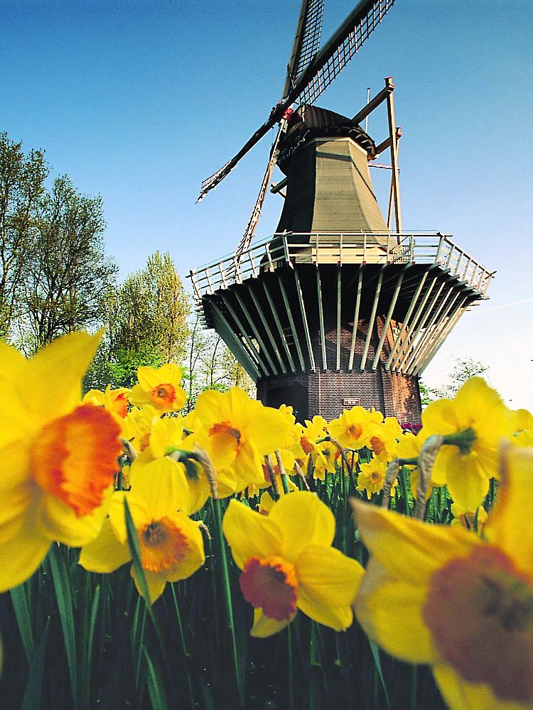 Selbst die historische Mühle auf dem Keukenhof steht zwischen Blütenmeeren.
