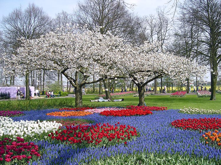 Wenn auch noch die Obstbäume und Zierkirschen blühen, ist es auf dem Keukenhof am schönsten.