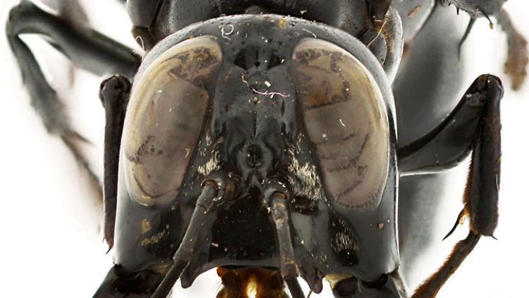 Die pechschwarze Monsterwespe.