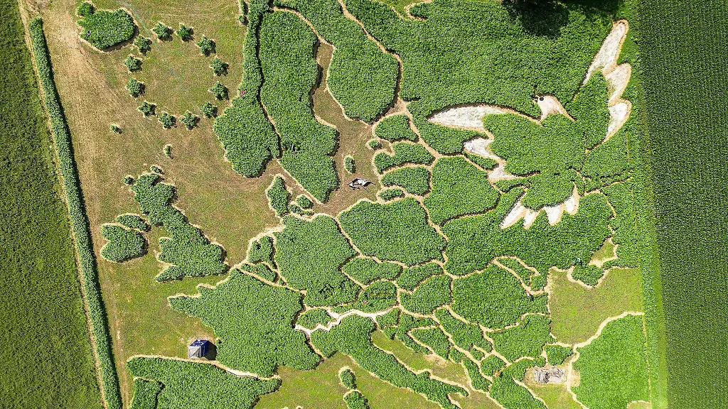 Das-traditionelle-Uttinger-Feld-Labyrinth-zeigt-dieses-Jahr-Europa-und-eine-Friedenstaube