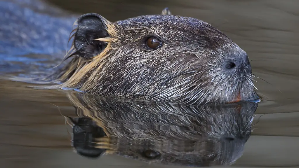 Die-Zahl-der-Nutrias-in-Mecklenburg-Vorpommern-ist-zuletzt-gestiegen