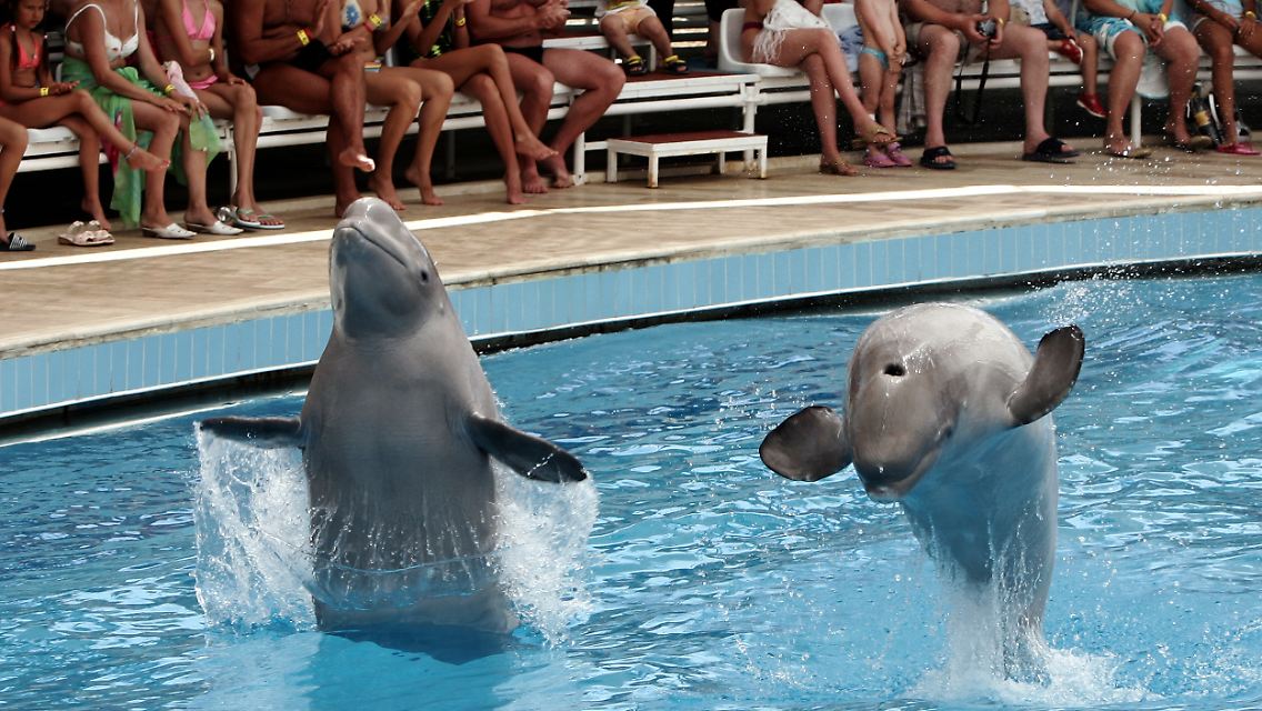 Beluga-Wale bei ihrer Show im "Dolphin Land" in Antalya.