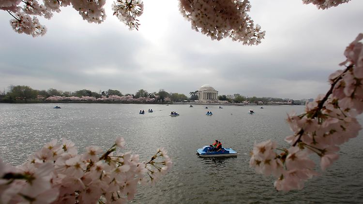 Tretboote auf dem "Tidal Basin" in Washington.