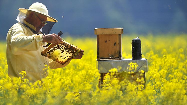 Bienen fliegen bis zu zehn Kilometer weit zu ihren Blütenfeldern.