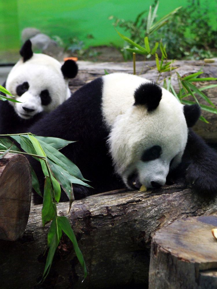 Pandabären sind Einzelgänger.