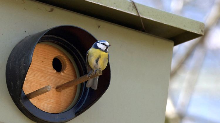 In Friedrichshafen ist ein Starenkasten heute ein Vogelhaus. Nomen est omen.