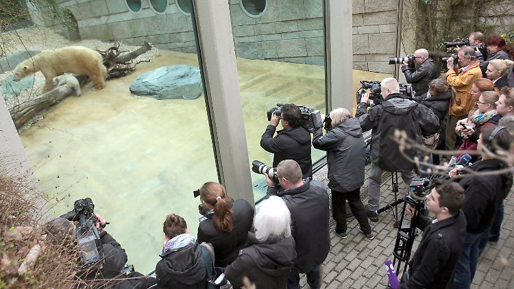 Bei Knut waren es mehr. Fotografen und Schaulustige erwarteten den Auftritt der kleinen Anori.