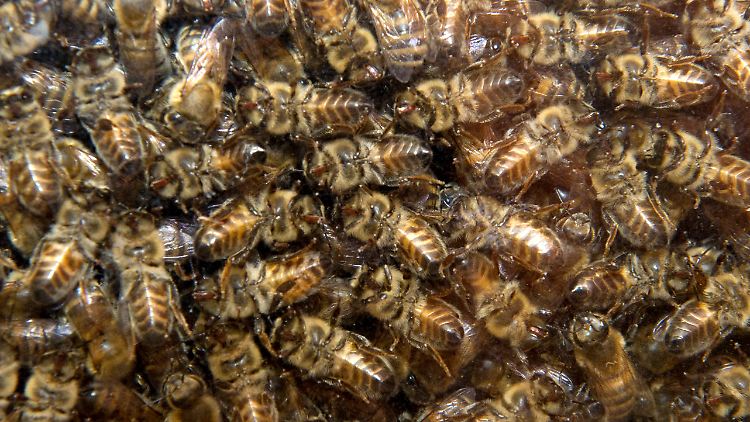 In einem Bienenstock herrscht reges Treiben. 