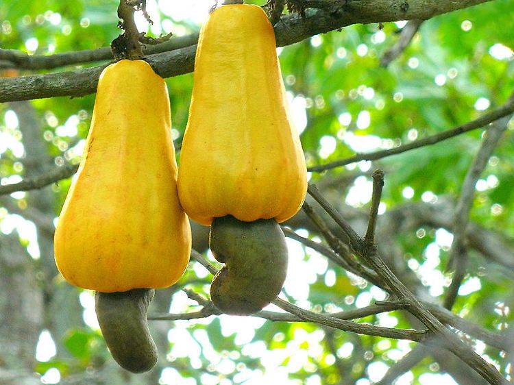 Die eigentliche Frucht, "Elefantenlaus" genannt, sitzt an einem gewaltigen Fruchtstiel und enthält die Cashewkerne.