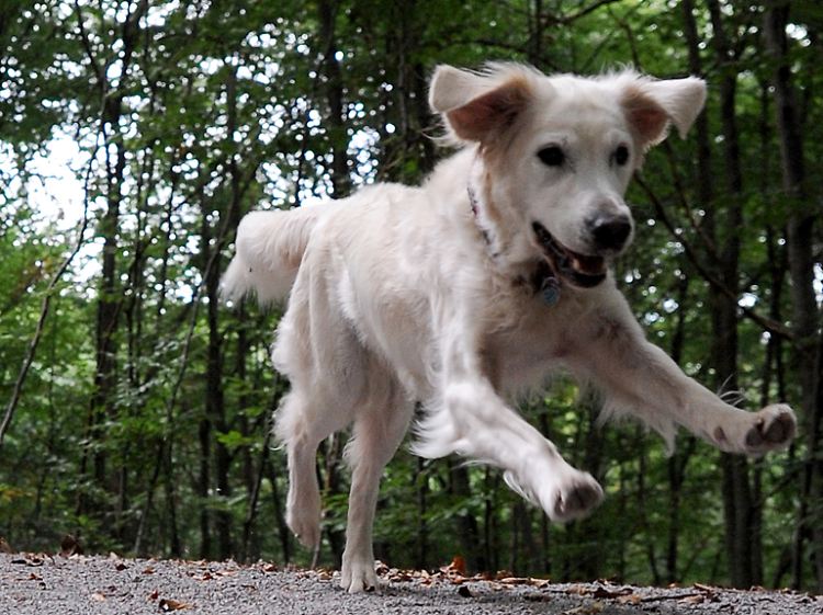Der Hund kann nichts dafür. Beim Herumtollen tapste er auf den Abzug des Gewehres. Sein Halter steht deshalb vor Gericht.