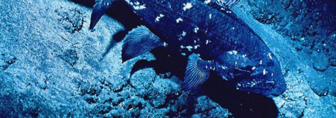 Vor der südafrikanischen Küste wurden 2005 gleich acht Quastenflosser gesichtet.