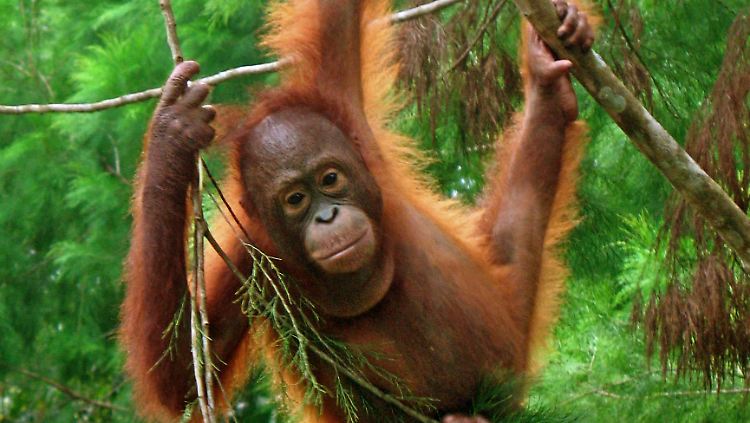 Nach Einschätzung der UN werden die Orang-Utans in 20 Jahren aus der freien Wildbahn verschwunden sein.