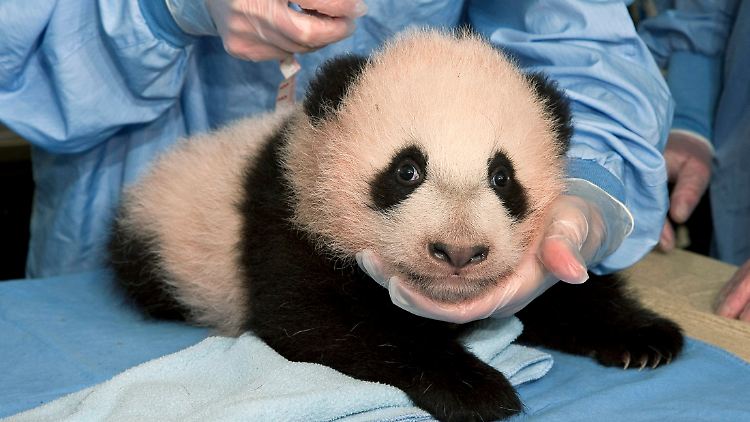 Der kleine "Yun Zi".