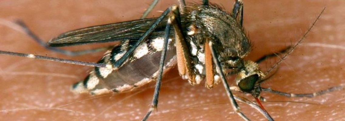 Surrende Krankheitsüberträger: Um sich bei Tropenreisen zu schützen, ist ein guter Mückenschutz unerlässlich. (Bild: dpa)
