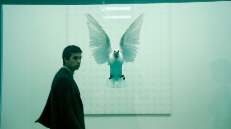 Damien Hirsts Werk "The Incomplete Truth", von 2006, eine Taube in Formaldehyd, im Tate Modern.
