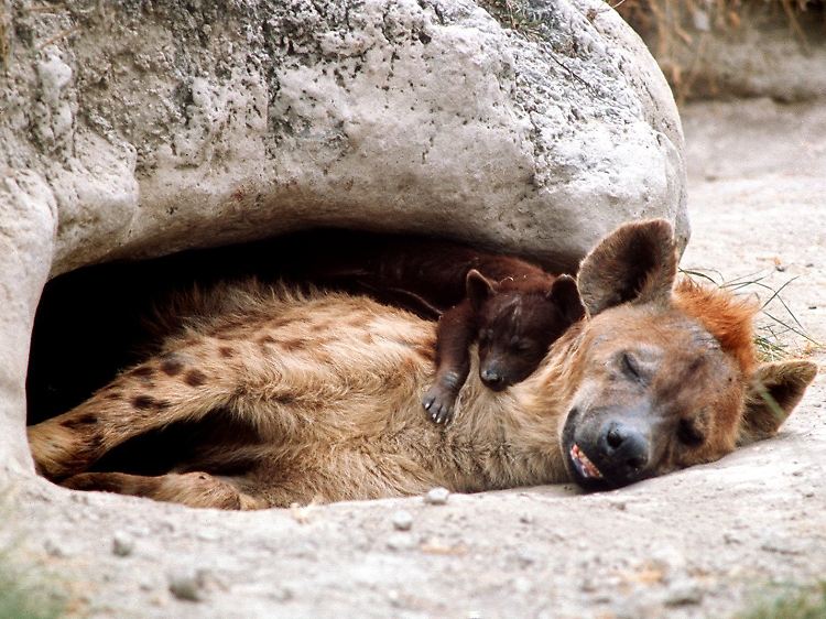 Keine Trägheit in der Fastenzeit: Hyänen müssen selbst auf die Jagd gehen.