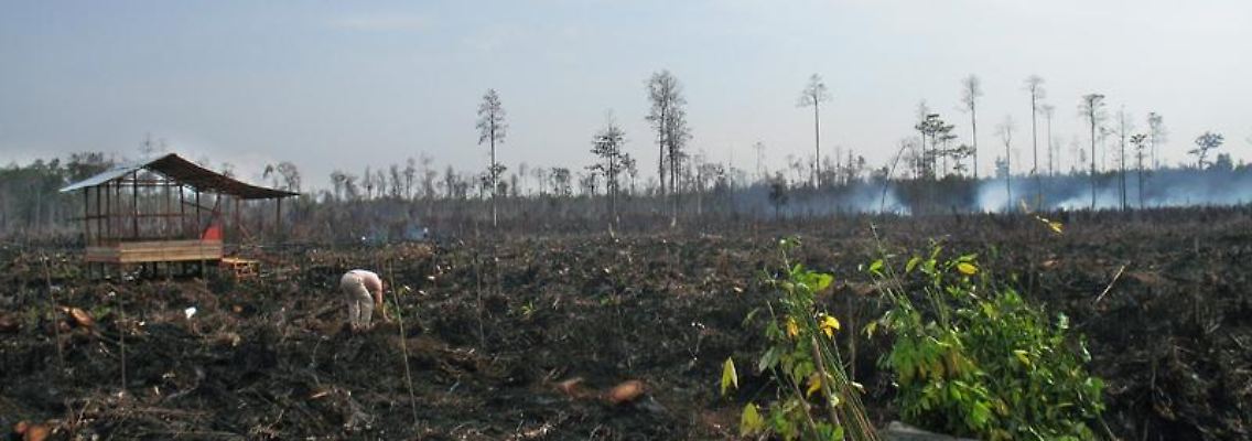 Bei Kalimantan auf der indonesischen Insel Borneo wurde der Torfmoorwald vor 13 Jahren für ein inzwischen gescheitertes Mega-Reis-Projekt abgeholzt.