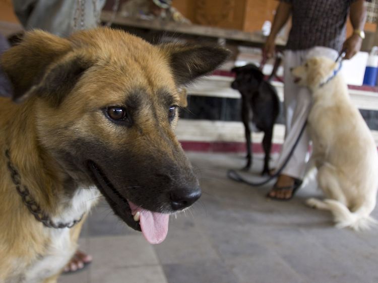 ... für Hunde: Impfaktion in Ubud auf Bali.