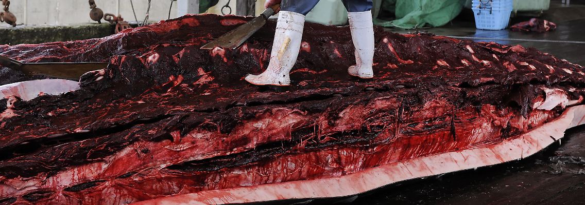 Erst seit dem späten 20. Jahrhundert hat das Fleisch der Wale an Bedeutung gewonnen. Der Nährwert ist umstritten.