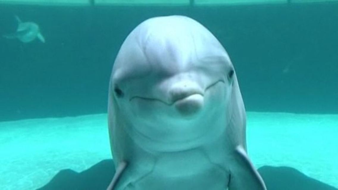 Delfinarium.jpg