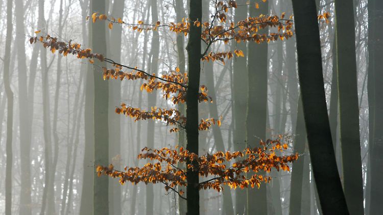 Vor der Tat hob die 15-Jährige zwei Löcher im Wald aus, um die Leiche dort verschwinden zu lassen.