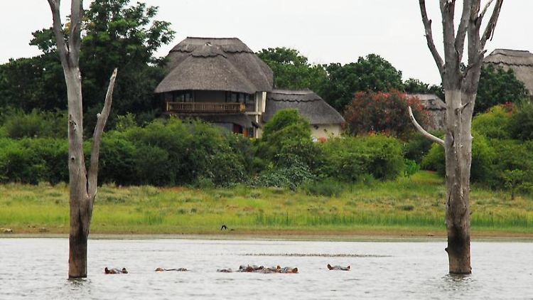 Vor den Anwesen am Ufer des Kariba-Stausees haben sich im Wasser Nilpferde versammelt. Manchmal kommen sie dicht an die Häuser heran.