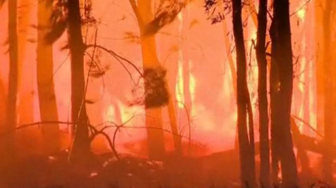 waldbrand.JPG
