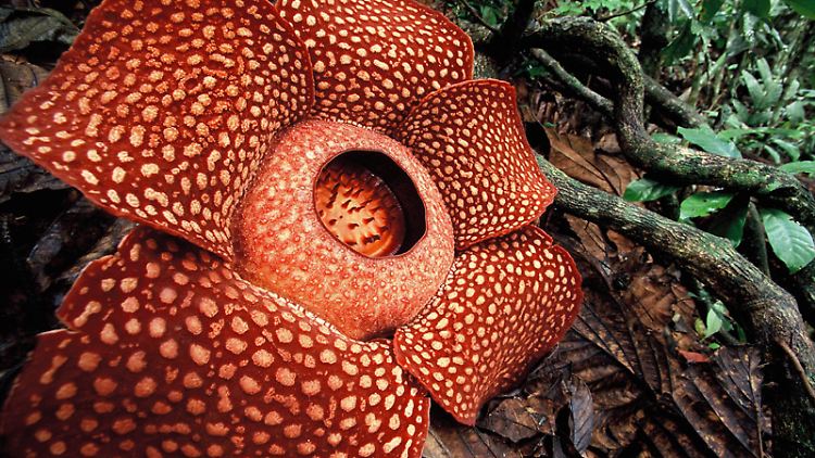 Die Rafflesia hat die größte Blüte der Welt. Der Blütenkelch kann ein Durchmesser von einem Meter erreichen. Die Rafflesia wächst als Parasit auf Rebengewächsen.