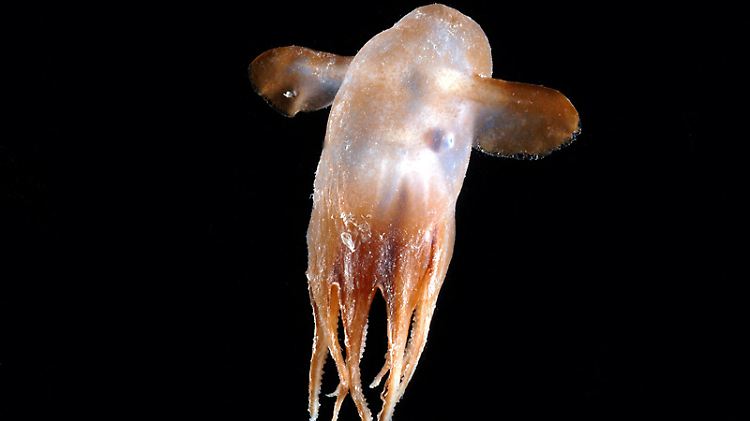 Ein Tiefsee-Oktopus: Fast 18.000 Arten haben Wissenschaftler mittlerweile in der Tiefsee ausgemacht.