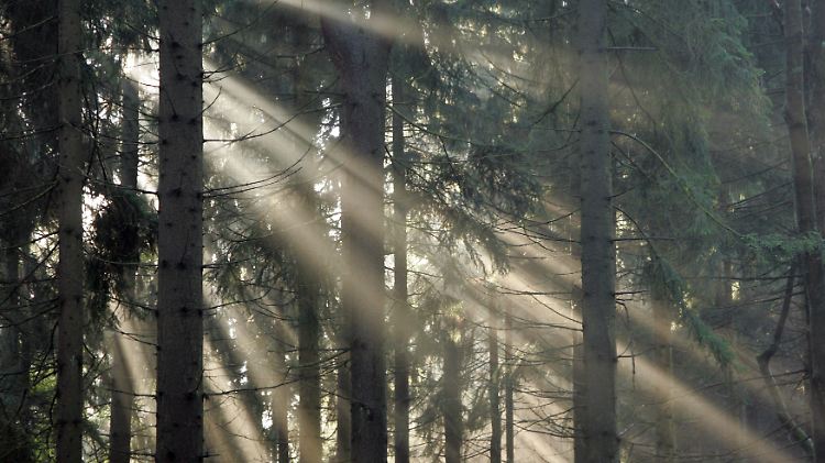 Der positive Effekt von Wäldern als Kohlenstoff-Speicher wird durch die Landwirtschaft fast zunichte gemacht. 