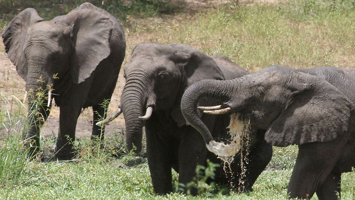 Elefanten an einem Wasserloch im Tembe Elephant Park in der nördlichen Provinz KwaZulu Natal.
