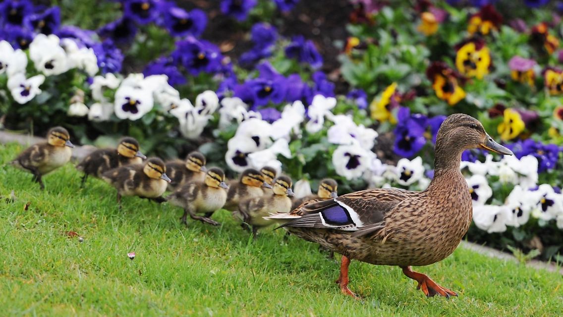 enten