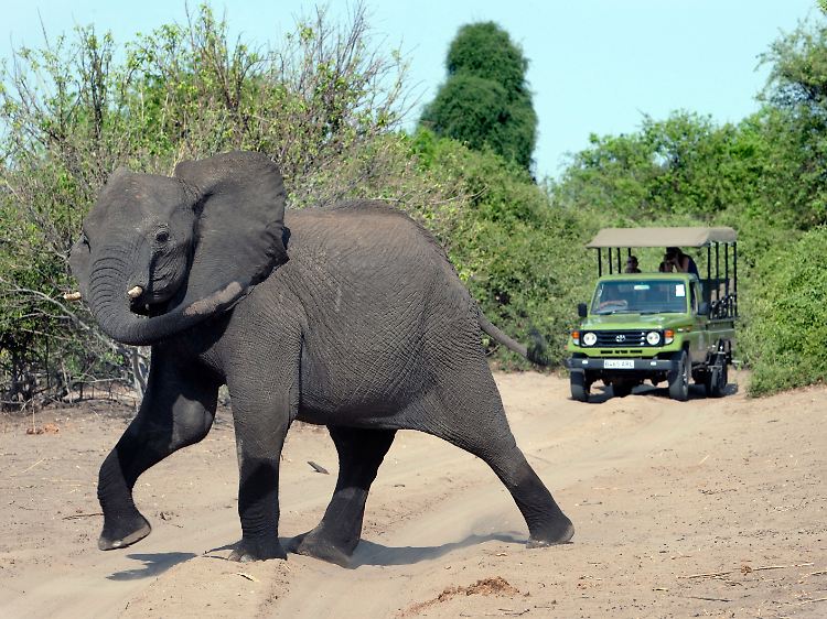Ein Elefant im Chobe Nationalpark in Botsuana.