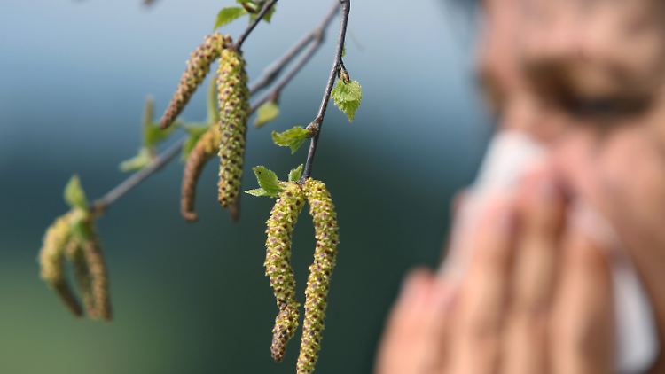 Die Zahl der Allergiker in Deutschland steigt seit Jahren an.
