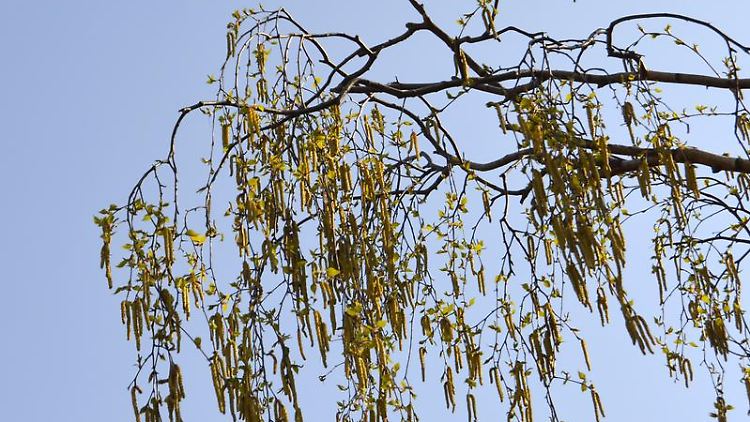 Für Millionen Allergiker beginnt bald wieder die Leidenszeit - und die wird immer länger.