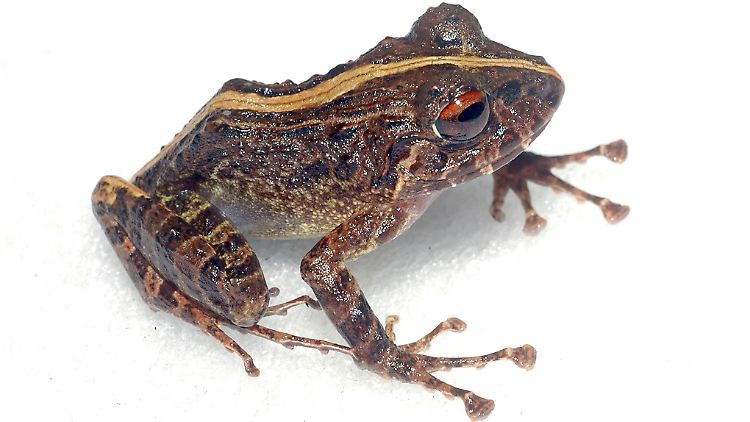 Ungekanntes Wesen: Dieser Frosch gehört zu einer der beiden neu entdeckten Arten.
