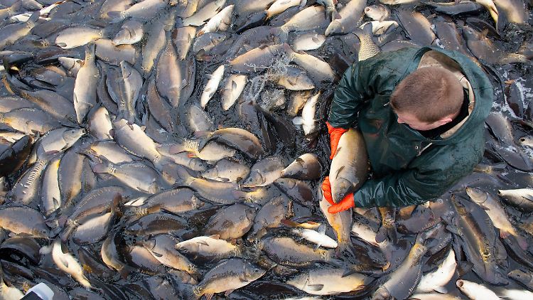 "Karpfenernte" in Brandenburg: Dieser Fisch kann weiterhin bedenkenlos verzehrt werden. Meist kommt er im Winter auf den Teller.