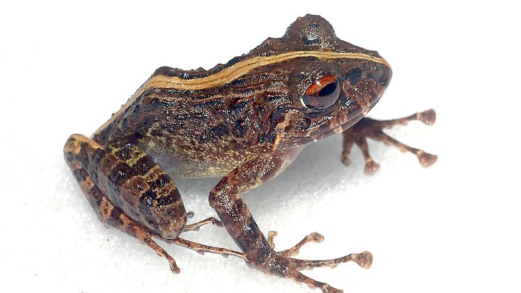 Eine Bild des noch namenlosen Frosches.