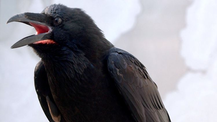 Je nachdem, wie gut die Beziehung war, verändern Raben ihre Stimme "im Gespräch" mit alten Bekannten.