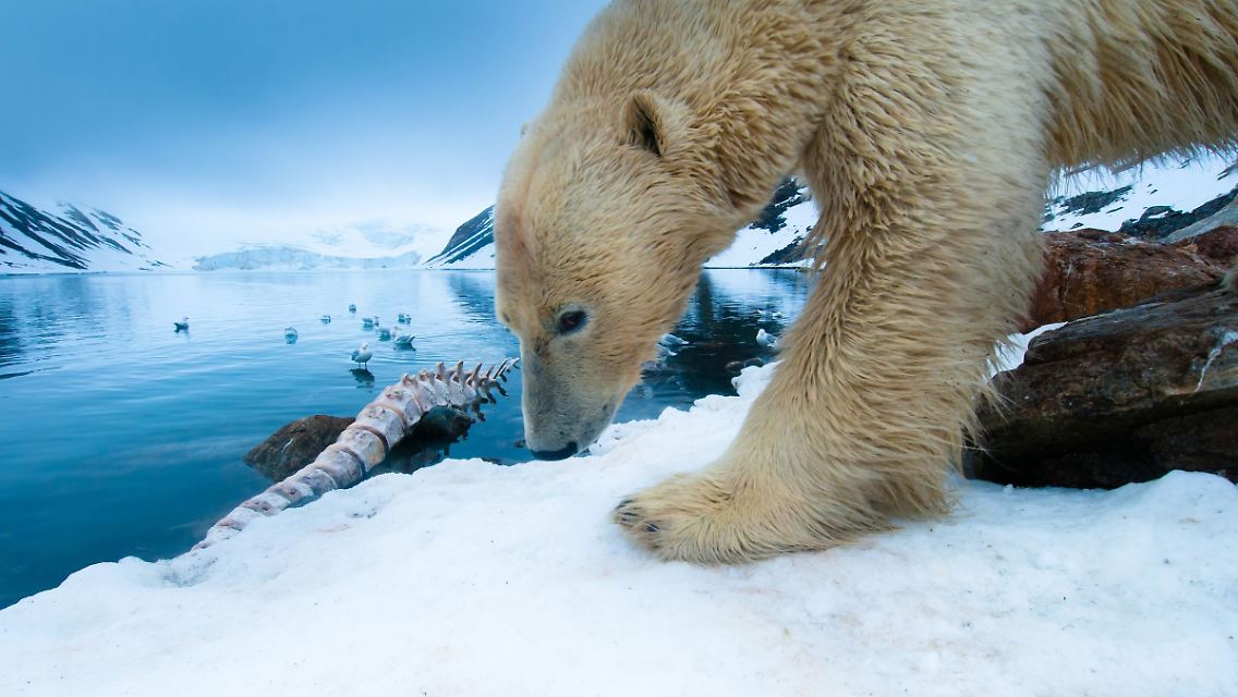 2012-04-19T225244Z_01_TONL06_RTRMDNP_3_POLAR-BEARS.JPG2446123502391018175.jpg