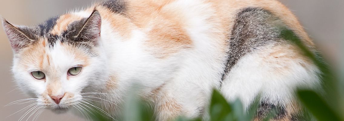Eine misstrauische Hauskatze.