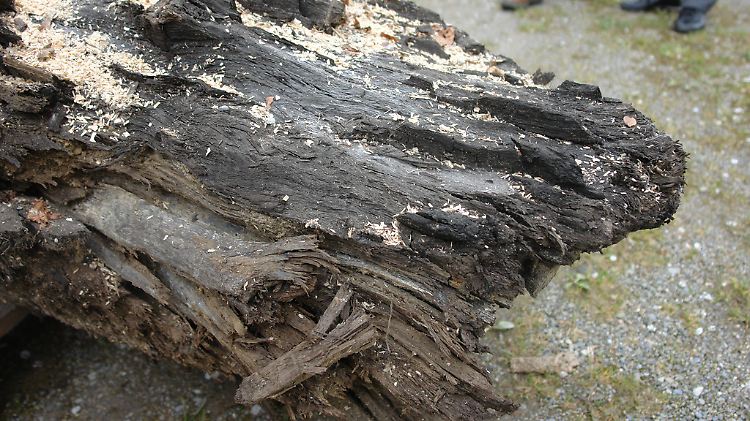 Der Baum-Methusalem wurde in der Nähe des Zürcher Sees entdeckt.